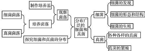 从枝菌根真菌与植物之间的关系（真菌与植物根系形成的共生体）-第5张图片-多多自然网