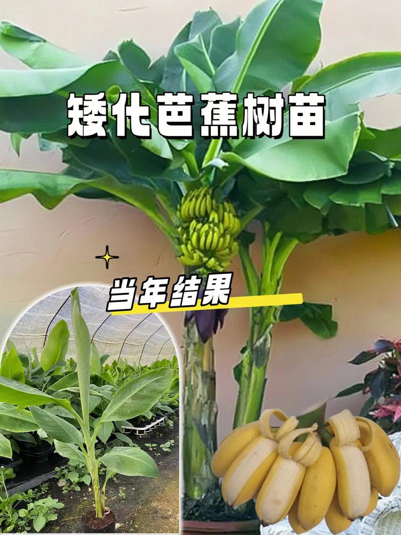 芭蕉植物科普知识（芭蕉科常见植物）-第1张图片-多多自然网