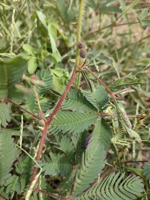 芭蕉植物科普知识大全（芭蕉科常见植物）-第3张图片-多多自然网