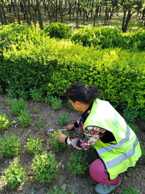 地栽植物春天养护知识（地栽植物春天养护知识内容）-第5张图片-多多自然网