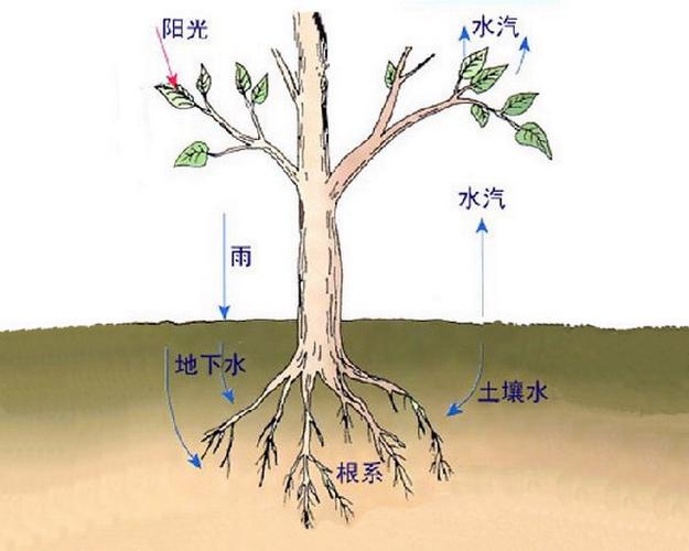 大气环境与植物的关系是什么（大气和环境的关系）-第3张图片-多多自然网