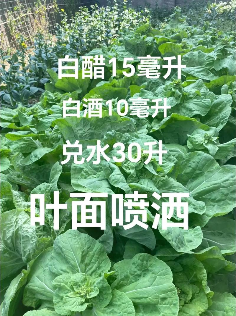 醋与植物的关系有哪些呢（醋对植物的影响）-第4张图片-多多自然网