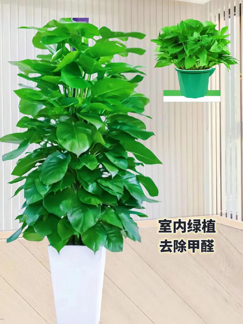 东北绿植家庭养护（适合东北家养的花）-第3张图片-多多自然网