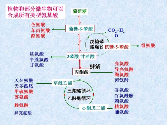 氨基酸与植物醇的关系（氨基酸与植物醇的关系图）-第3张图片-多多自然网