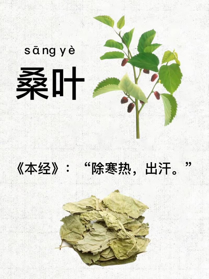 氨基酸与植物醇的关系（氨基酸与植物醇的关系图）-第4张图片-多多自然网