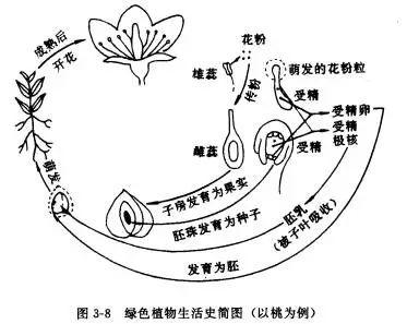 变态植物与果实的关系有哪些（植物变态的意义）-第1张图片-多多自然网