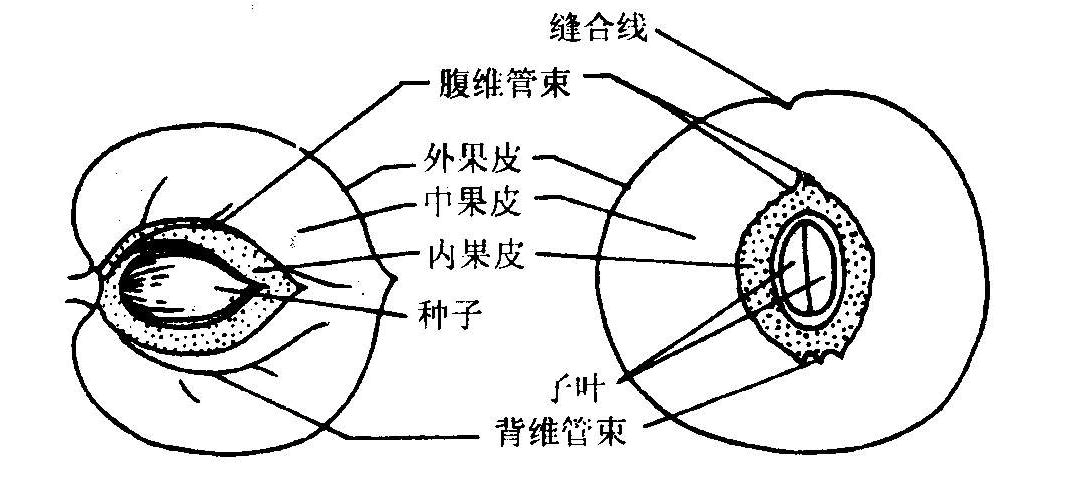 变态植物与果实的关系有哪些（植物变态的意义）-第3张图片-多多自然网