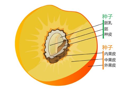 变态植物与果实的关系有哪些（植物变态的意义）-第6张图片-多多自然网