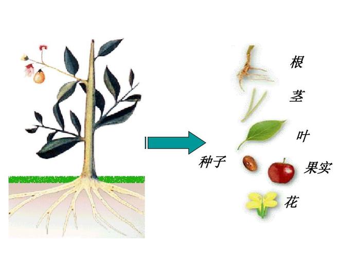 变态植物与果实的关系有哪些（植物变态的意义）-第7张图片-多多自然网