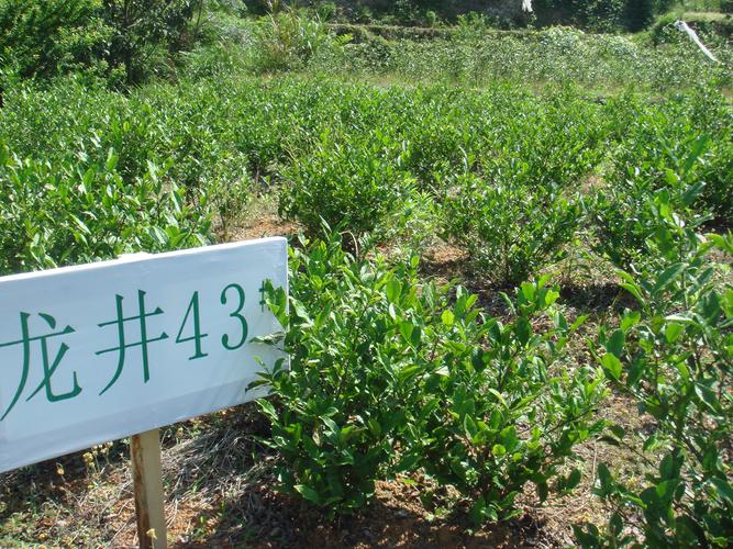 茶树植物知识（茶树资料）-第4张图片-多多自然网