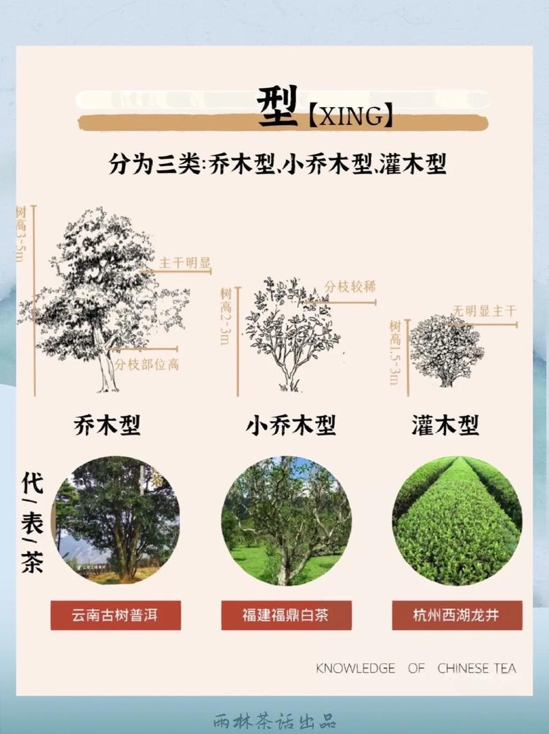 茶树植物知识（茶树资料）-第6张图片-多多自然网