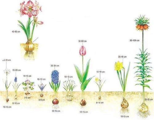 草本植物与宿根植物的关系（草本植物与宿根植物的关系图）-第3张图片-多多自然网