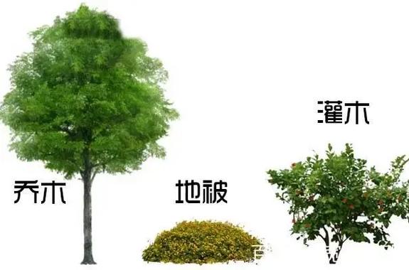 草本植物与宿根植物的关系（草本植物与宿根植物的关系图）-第6张图片-多多自然网