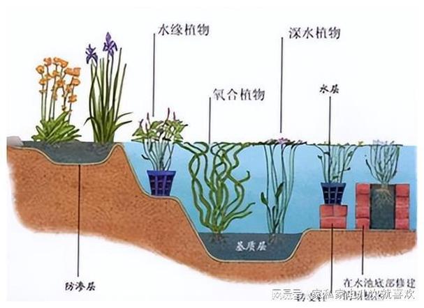 氮磷与沉水植物的相互关系（沉水植物吸收氮磷）-第3张图片-多多自然网