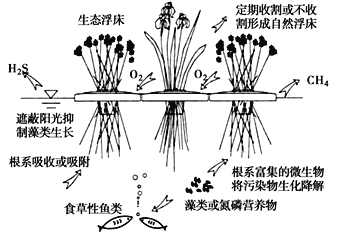 氮磷与沉水植物的相互关系（沉水植物吸收氮磷）-第4张图片-多多自然网