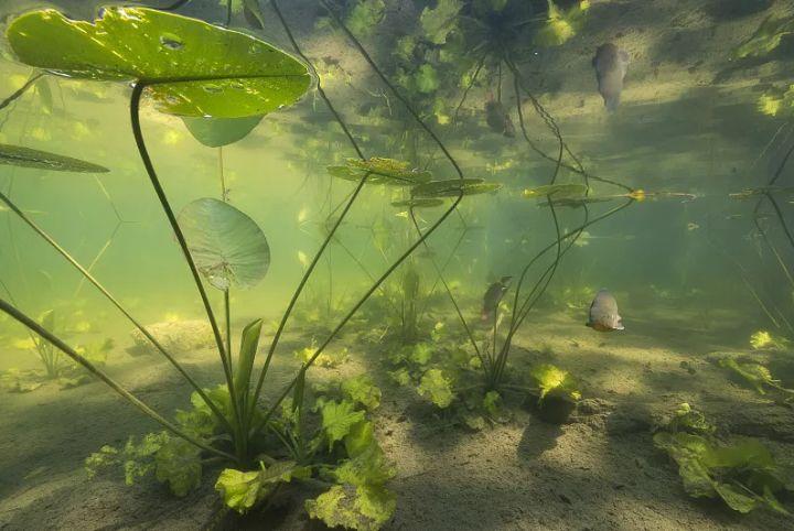 氮磷与沉水植物的相互关系（沉水植物吸收氮磷）-第7张图片-多多自然网