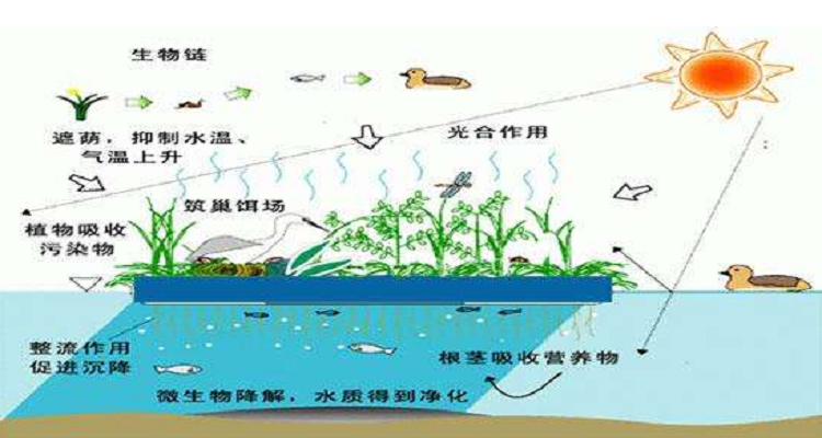 氮磷与沉水植物的相互关系（沉水植物吸收氮磷）-第8张图片-多多自然网