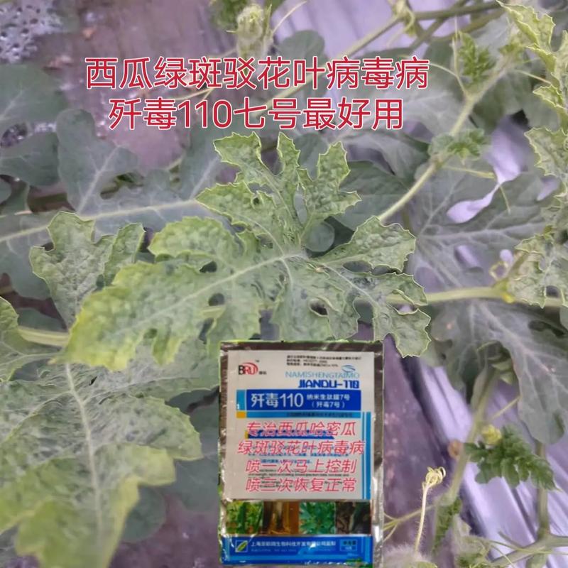 病毒与植物病害的关系（病毒与植物的区别）-第3张图片-多多自然网