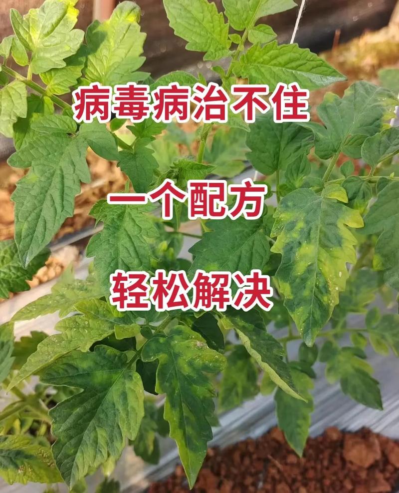 病毒与植物病害的关系（病毒与植物的区别）-第5张图片-多多自然网