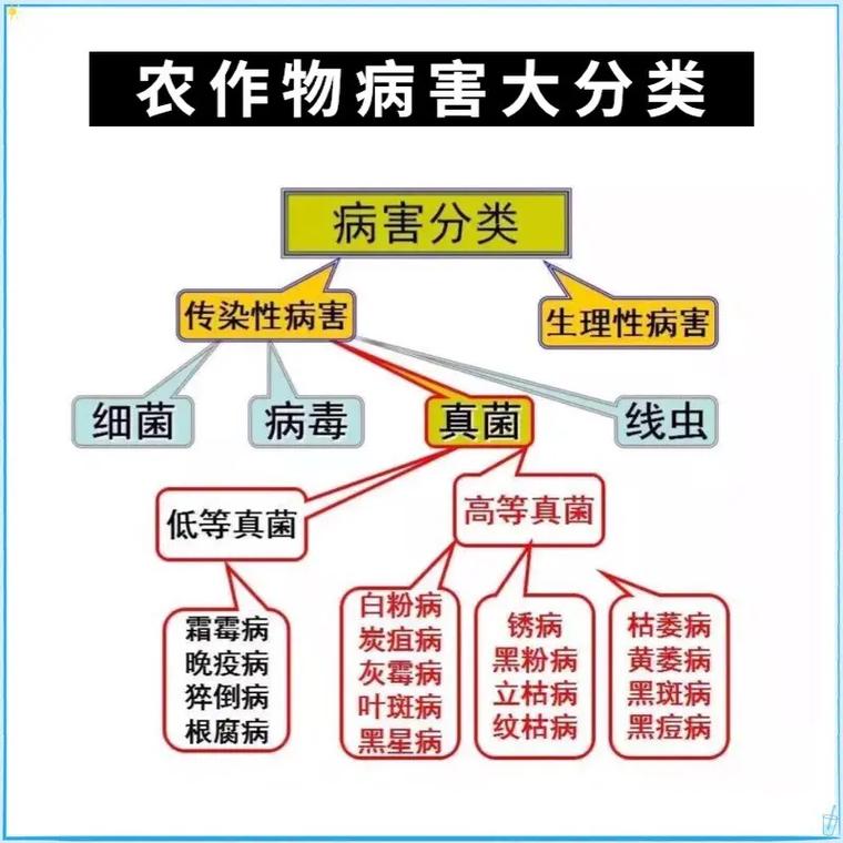 病毒与植物病害的关系（病毒与植物的区别）-第6张图片-多多自然网