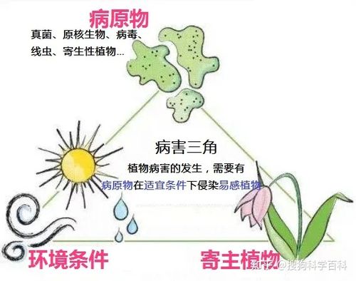 病毒与植物病害的关系（病毒与植物的区别）-第7张图片-多多自然网