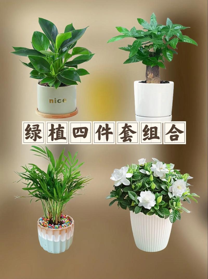 大型植物养护知识大全（大型绿植养护）-第3张图片-多多自然网