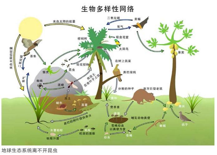 大植物与小昆虫的关系（大植物与小昆虫的关系图片）-第3张图片-多多自然网