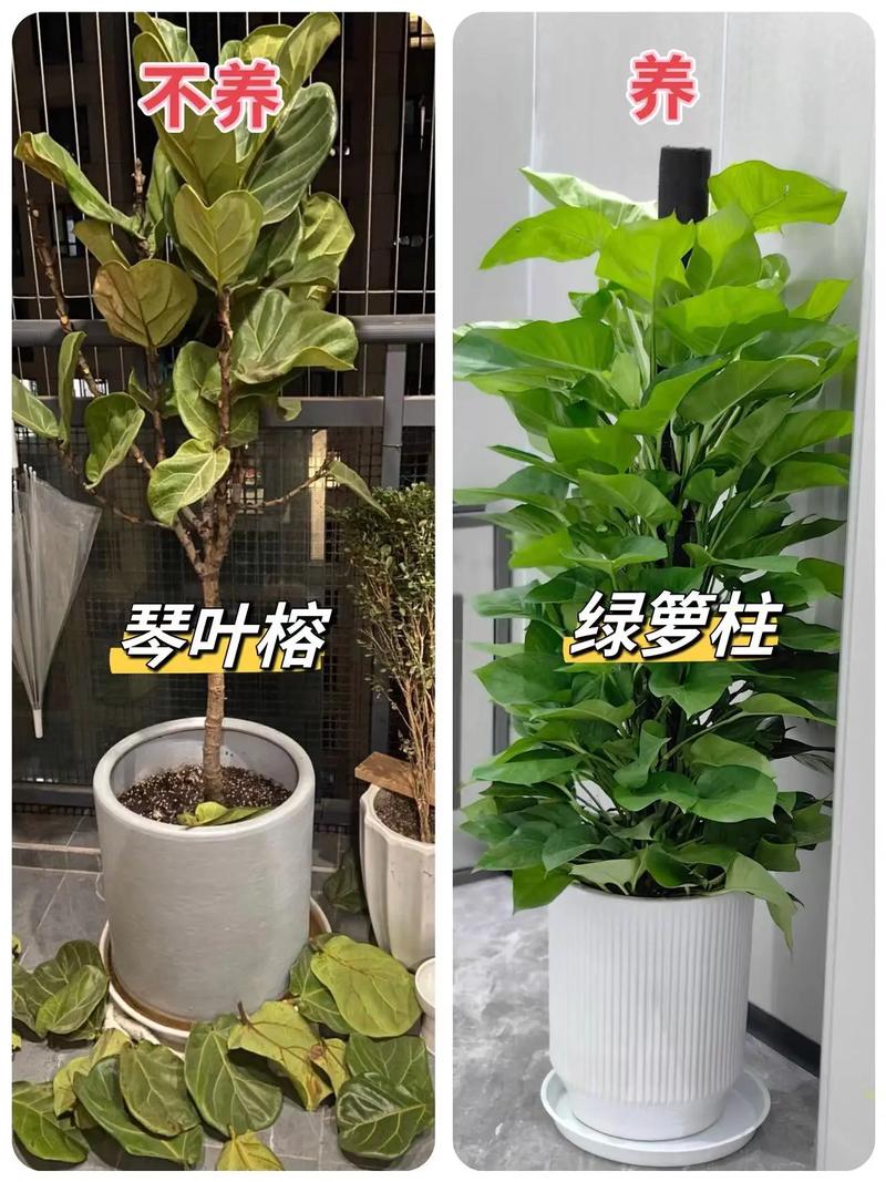 春季植物小知识大全简单（春季植物简笔画图片）-第7张图片-多多自然网