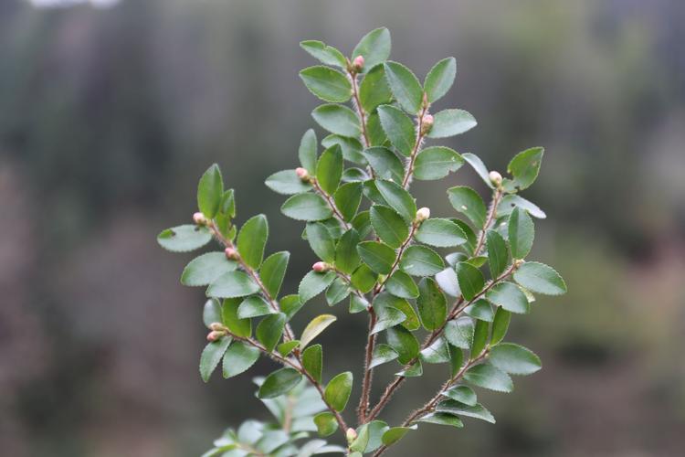 茶树植物知识有哪些内容（茶树植物知识有哪些内容图片）-第2张图片-多多自然网