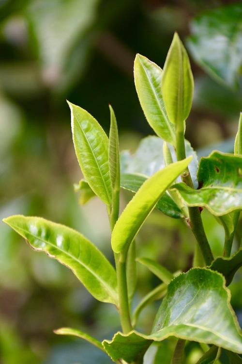 茶树植物知识有哪些内容（茶树植物知识有哪些内容图片）-第8张图片-多多自然网