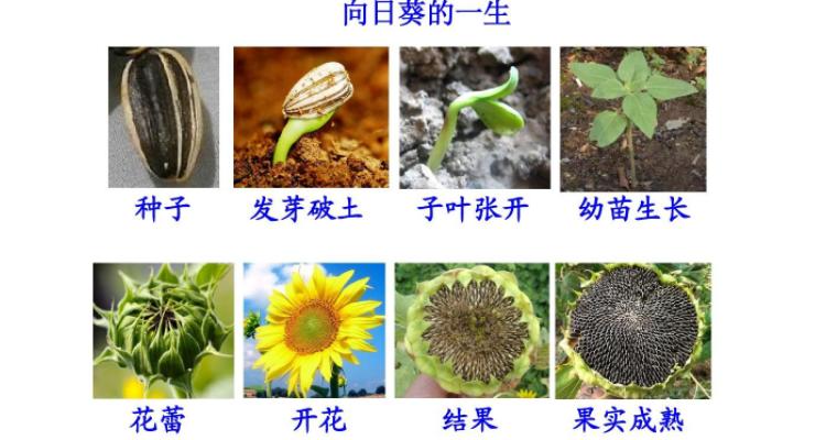 朝阳植物知识（朝阳公园植物名录）-第1张图片-多多自然网