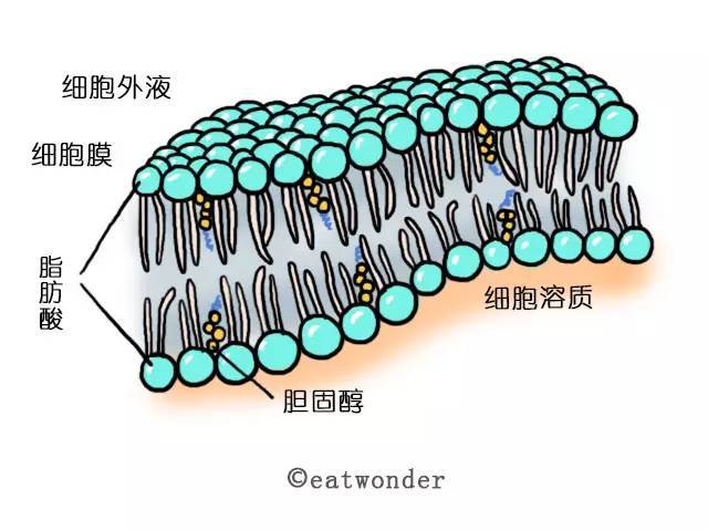 胆固醇与植物的关系是（植物具有和胆固醇相似的化学结构）-第2张图片-多多自然网