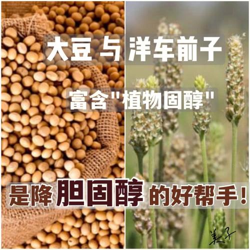 胆固醇与植物的关系是（植物具有和胆固醇相似的化学结构）-第6张图片-多多自然网