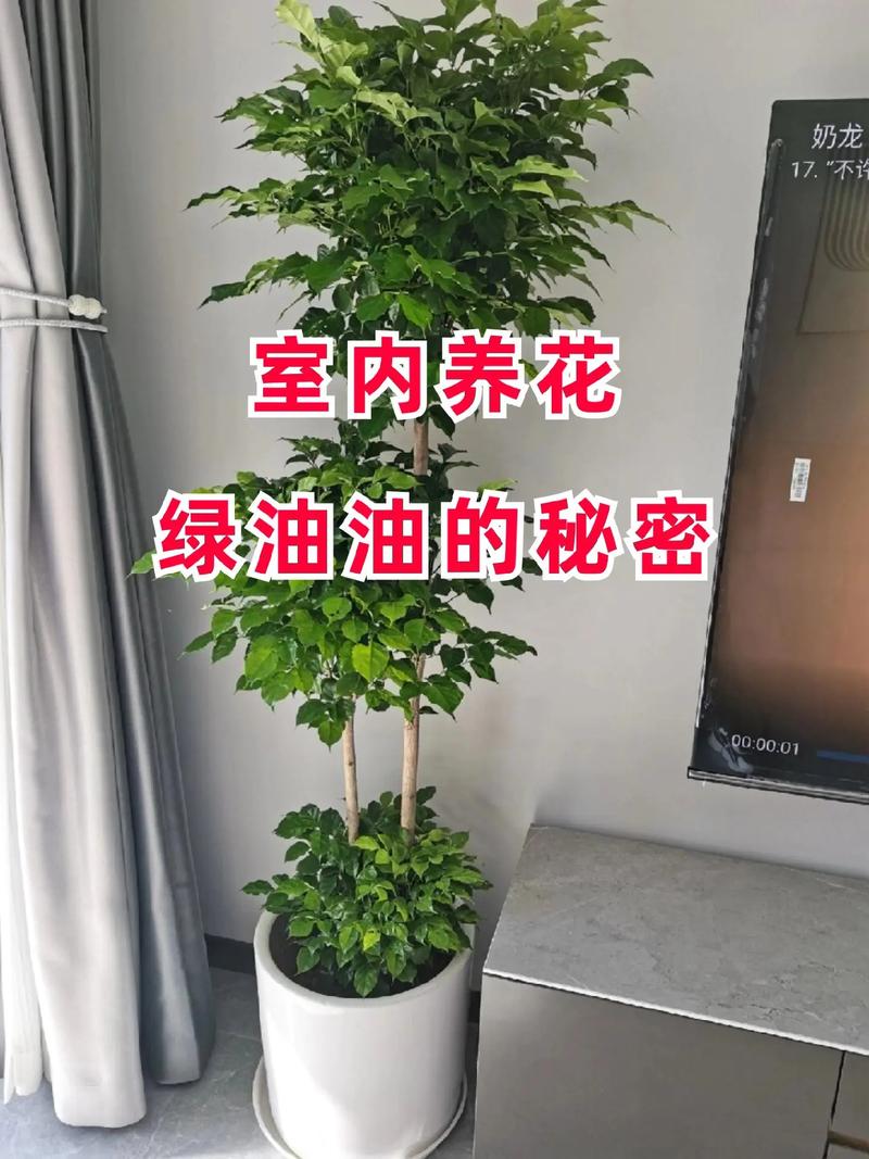 东北越冬绿植养护方法（东北越冬的花卉有哪些）-第1张图片-多多自然网