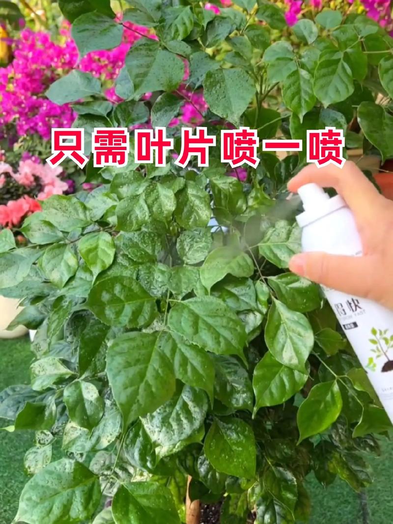 东北越冬绿植养护方法（东北越冬的花卉有哪些）-第3张图片-多多自然网