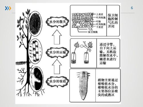 大气湿度与植物休眠的关系（大气湿度与植物休眠的关系图）-第3张图片-多多自然网