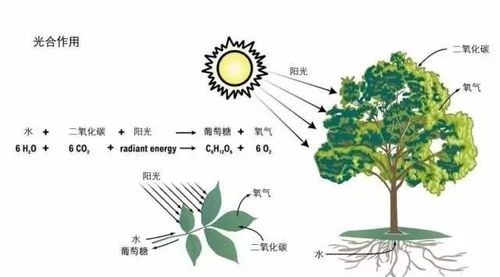 大气湿度与植物休眠的关系（大气湿度与植物休眠的关系图）-第4张图片-多多自然网