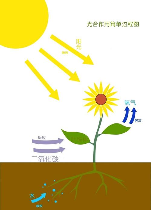 大气湿度与植物休眠的关系（大气湿度与植物休眠的关系图）-第8张图片-多多自然网