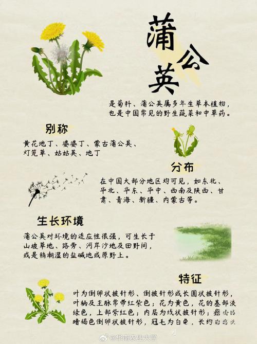 草本植物价值科普知识有哪些（草本植物解释）-第4张图片-多多自然网