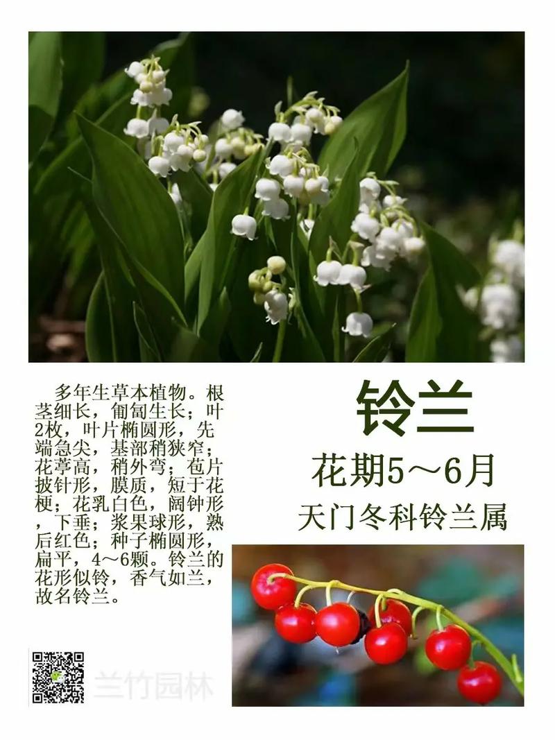 斑叶植物与类黄酮的关系（斑叶植物与类黄酮的关系图）-第6张图片-多多自然网