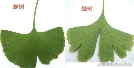 斑叶植物与类黄酮的关系（斑叶植物与类黄酮的关系图）-第7张图片-多多自然网