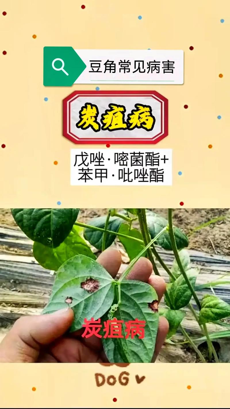 大豆蚜与植物的关系（大豆蚜与植物的关系图片）-第4张图片-多多自然网