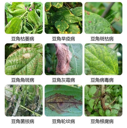 大豆蚜与植物的关系（大豆蚜与植物的关系图片）-第5张图片-多多自然网