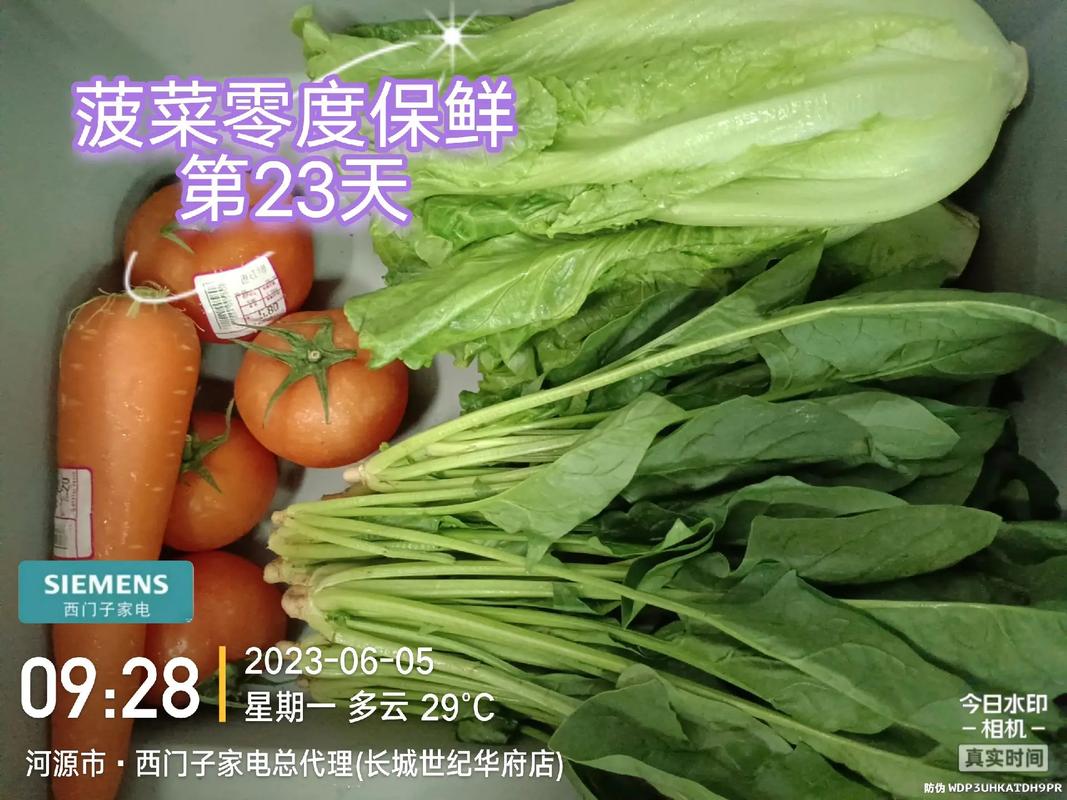 菠菜植物科普知识有哪些（菠菜植物名片）-第7张图片-多多自然网