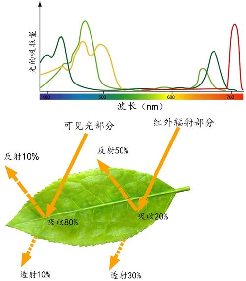 磁场与植物的关系（磁场与磁场之间的作用）-第8张图片-多多自然网