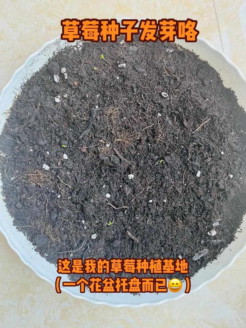 草莓是长青植物吗百科知识（草莓是常绿植物吗）-第1张图片-多多自然网