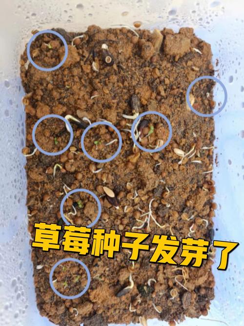 草莓是长青植物吗百科知识（草莓是常绿植物吗）-第2张图片-多多自然网