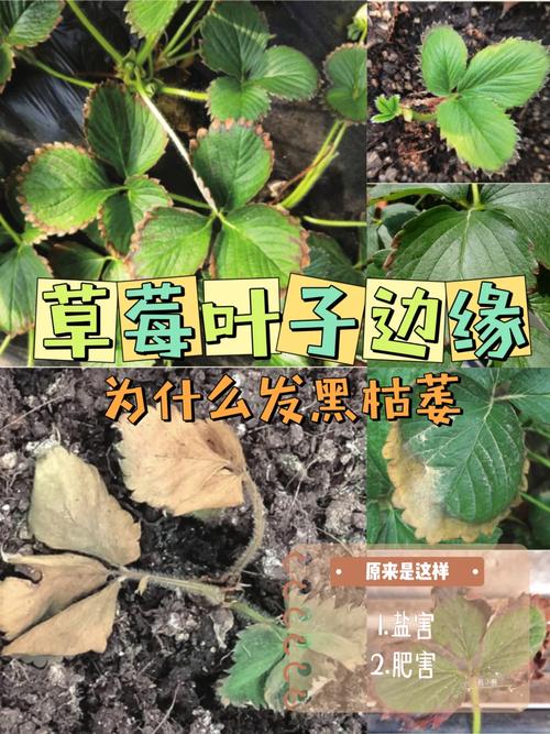 草莓是长青植物吗百科知识（草莓是常绿植物吗）-第5张图片-多多自然网