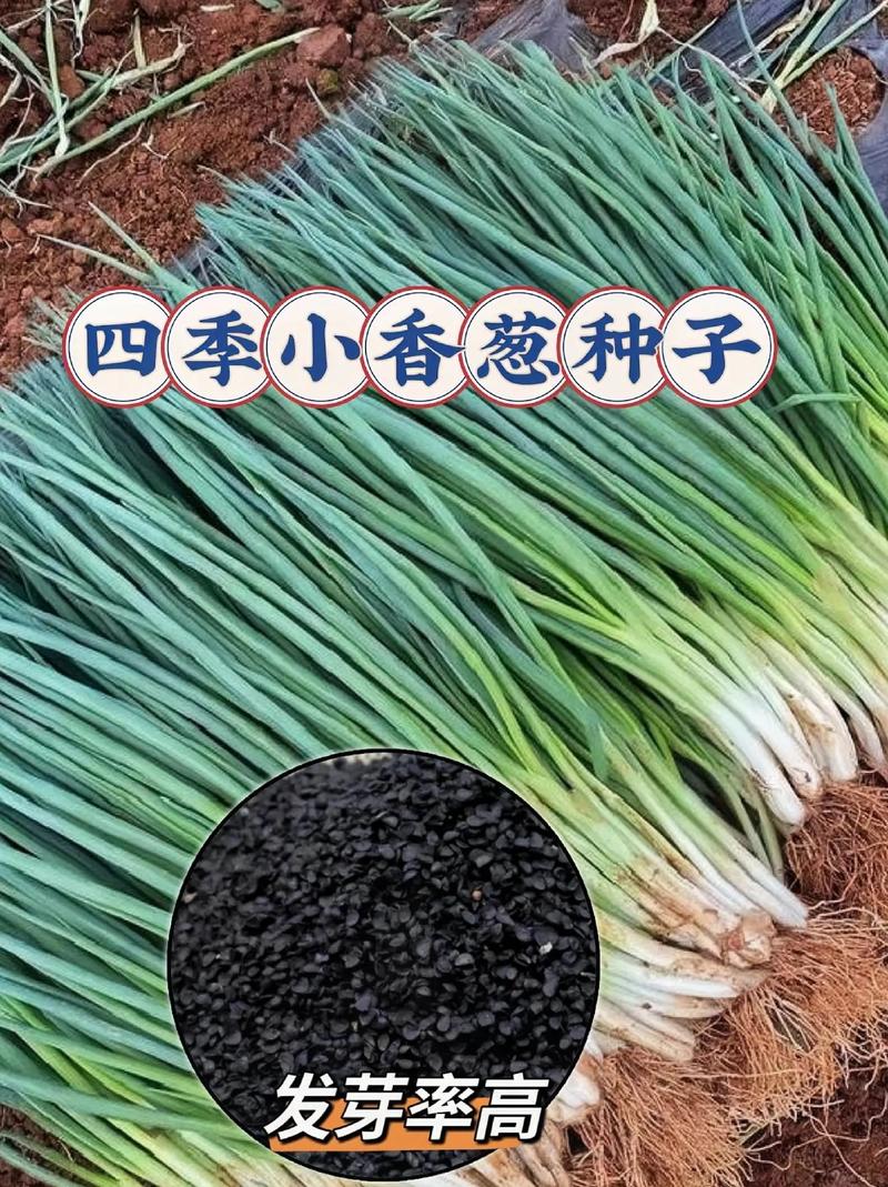 春季植物的播种养护小知识（春季种植方法）-第6张图片-多多自然网