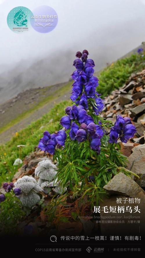 冰雪与植物生长的关系有哪些（冰雪植物图片）-第1张图片-多多自然网